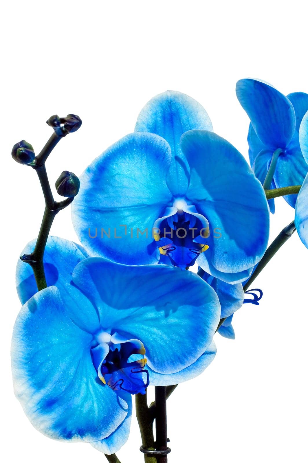 Blue orchid isolated on white