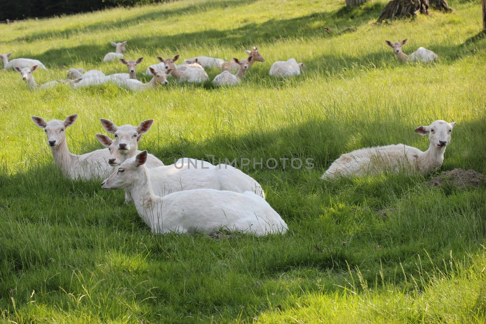 White fallow deer at Sababurg Zoo