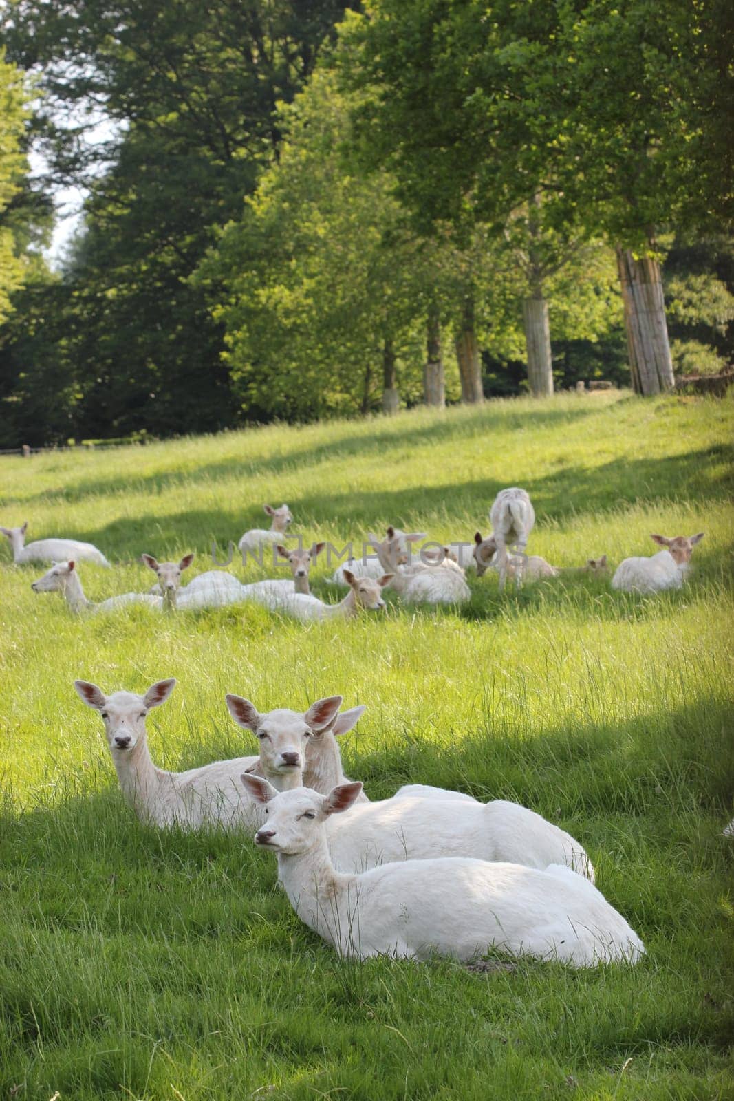 White fallow deer at Sababurg Zoo