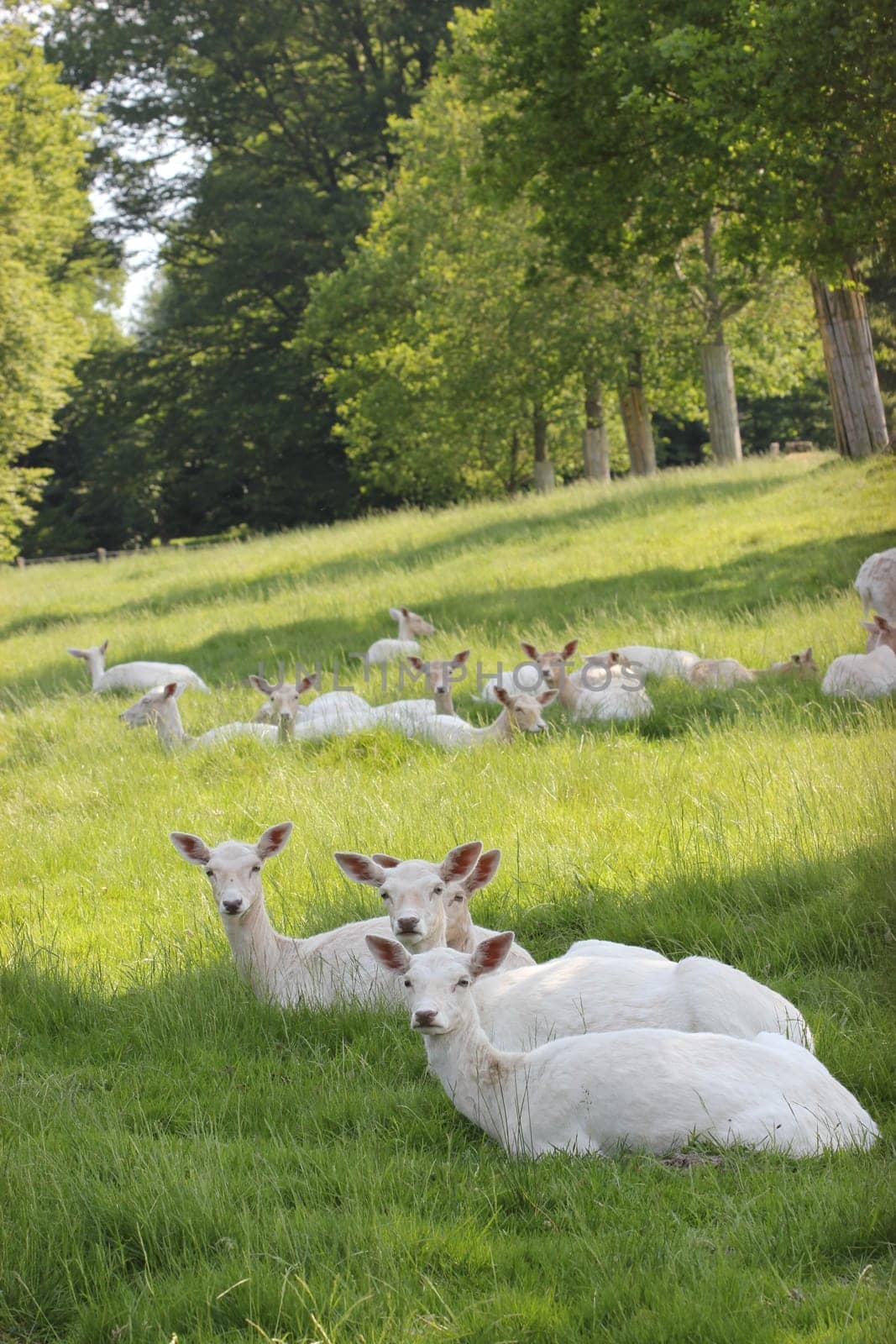 White fallow deer at Sababurg Zoo