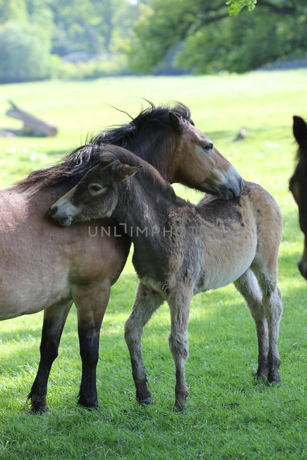 Exmoor pony mare with foal