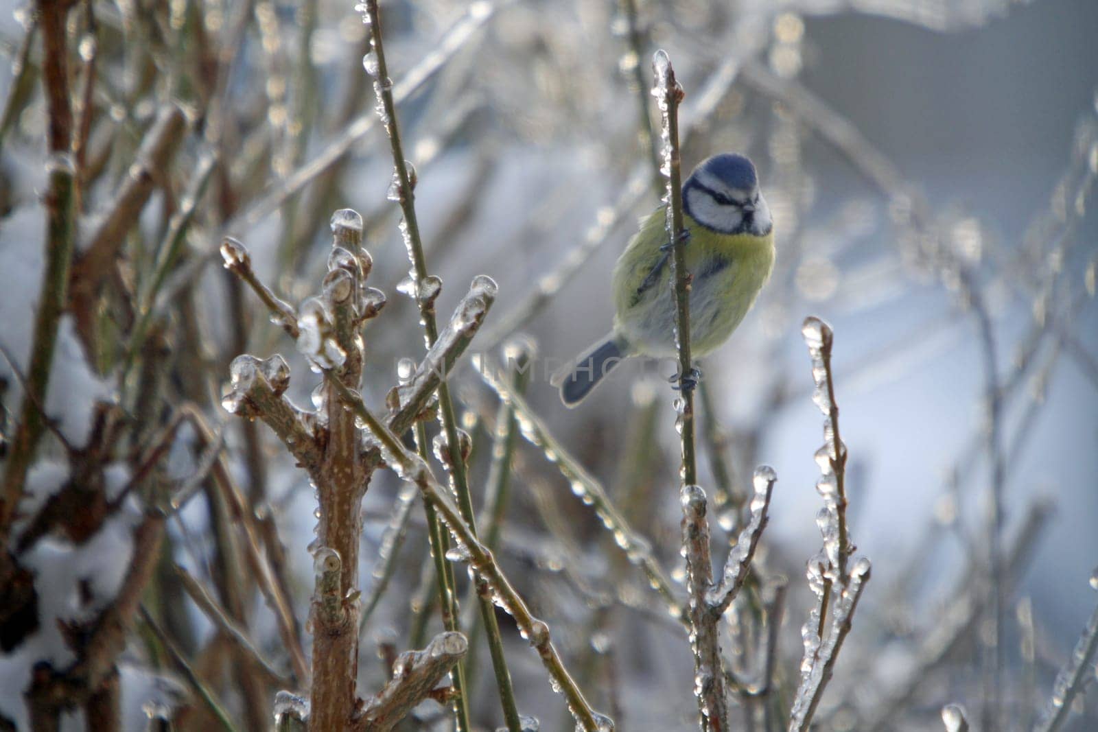 Blue on icy shrub