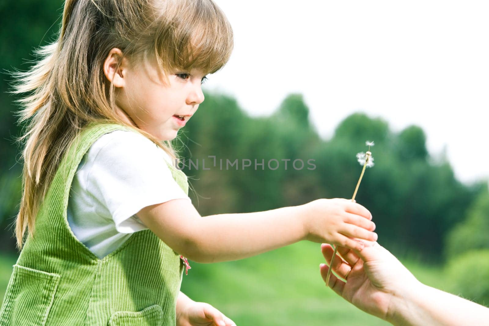 Profile of cute girl taking white dandelion from her parents hand on background of green trees