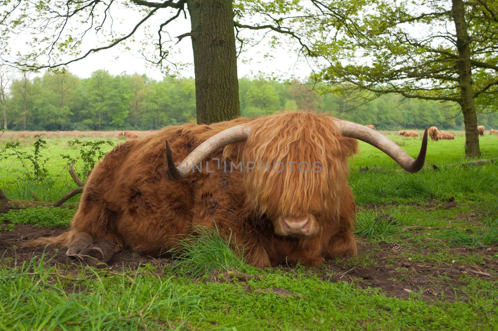 closeup of a scottish cow resting on the ground