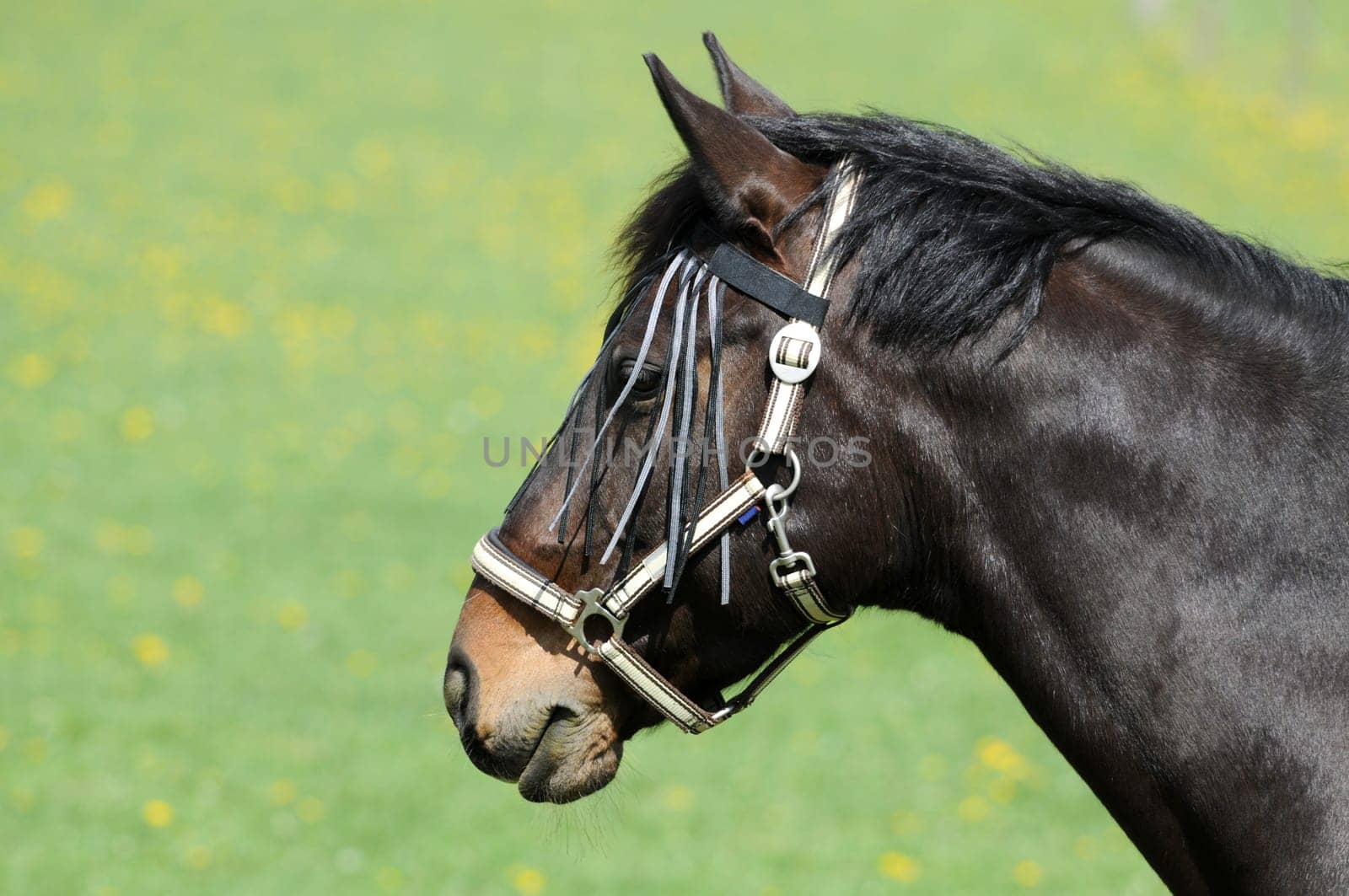 Stallion in spring