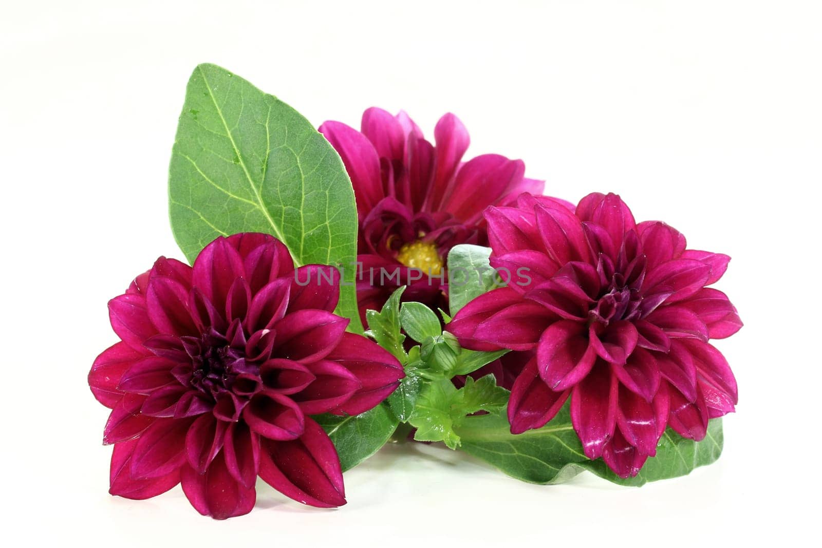 violet dahlia flowers against light background