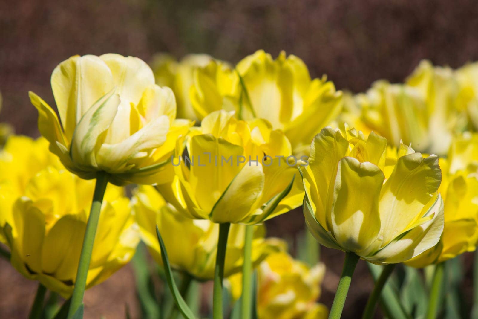 Colorful flower in bloom.