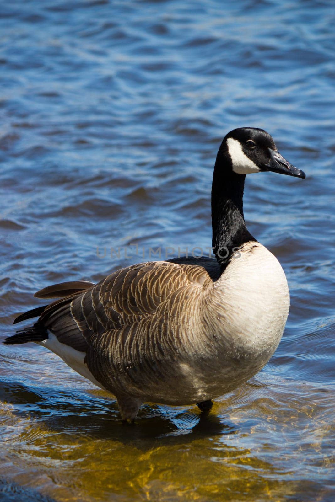 Canadian goose on the shore.