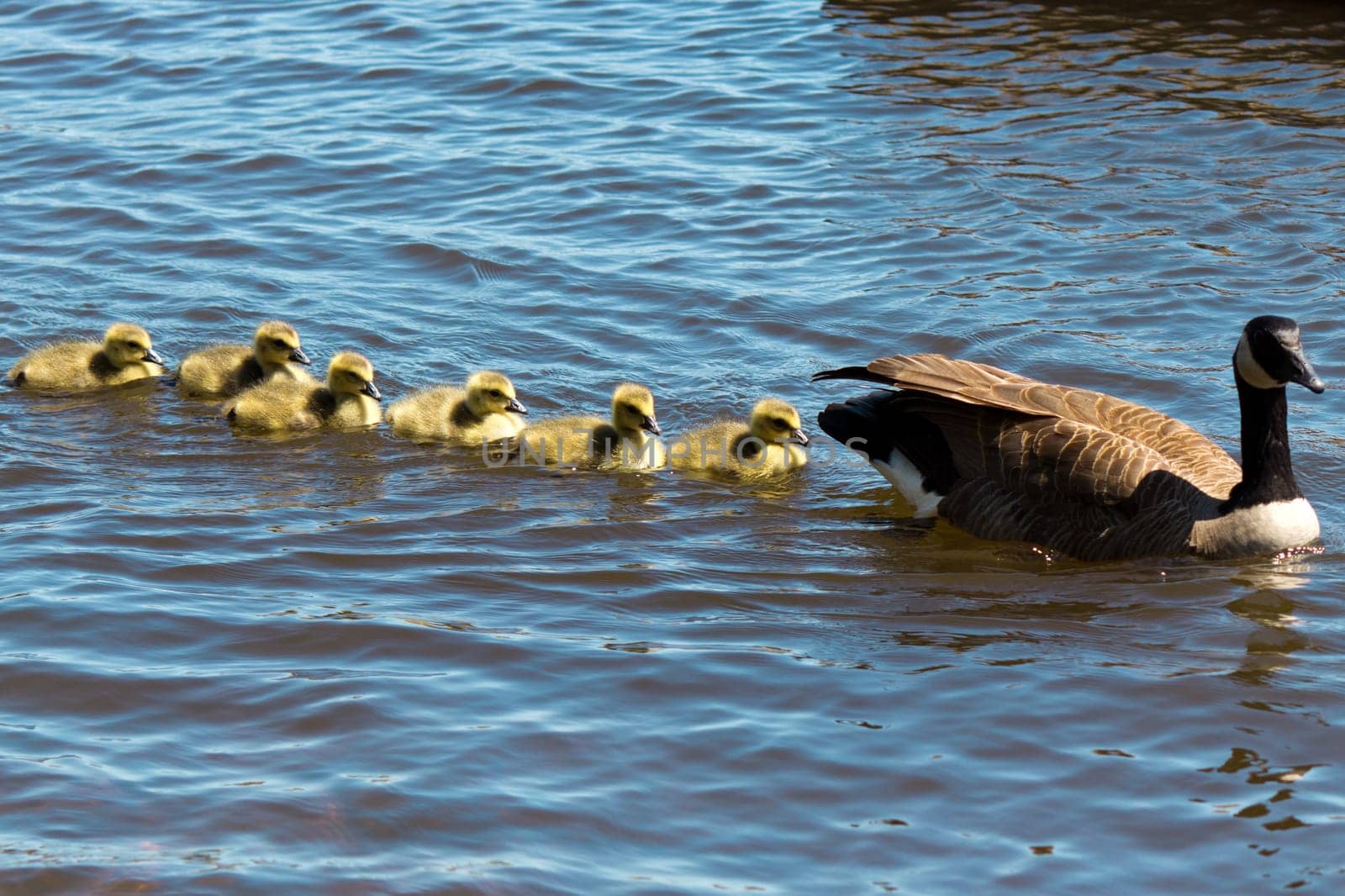 Canadian goose swimming with thier goslings.