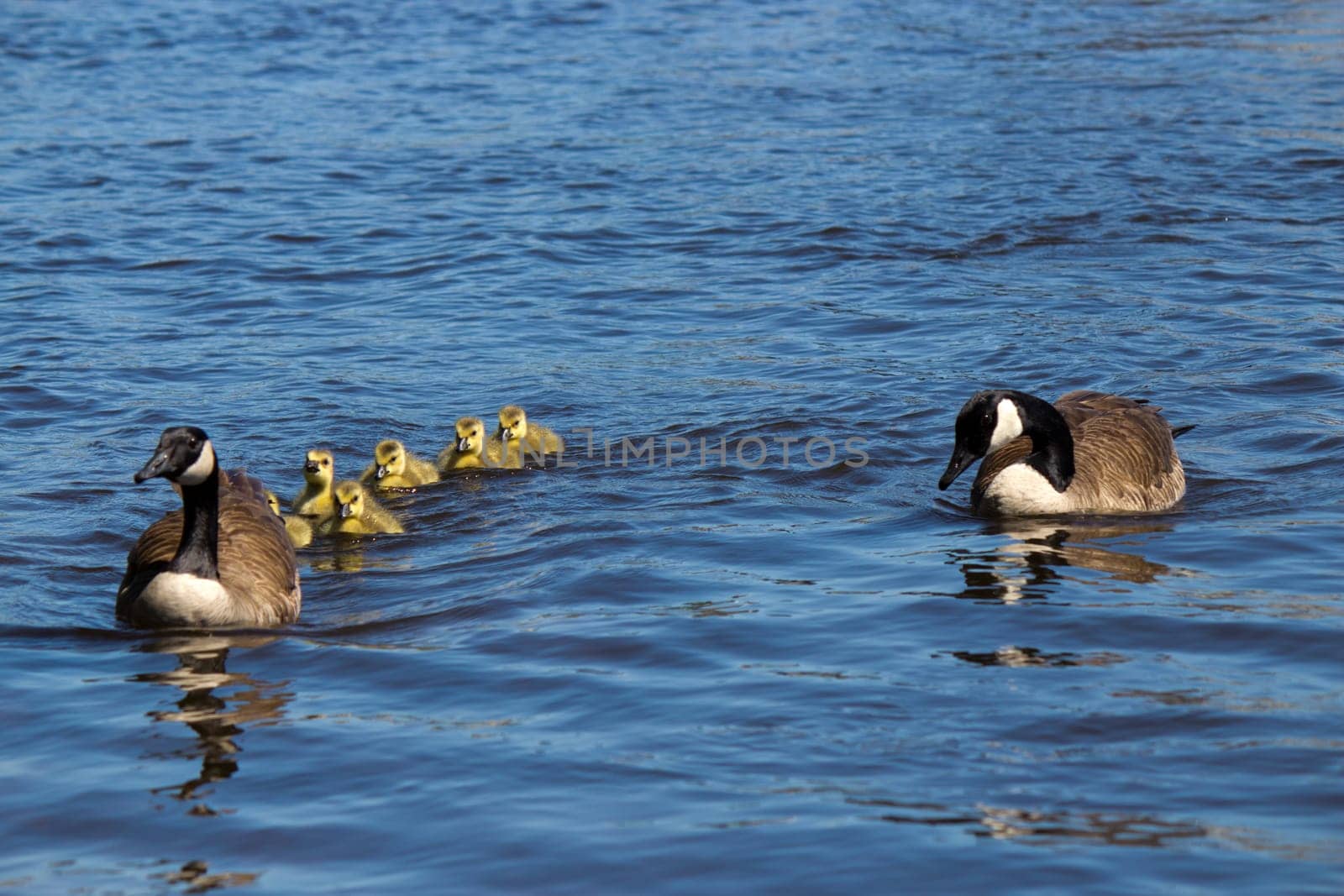 Canadian goose and gander swimming with thier goslings.