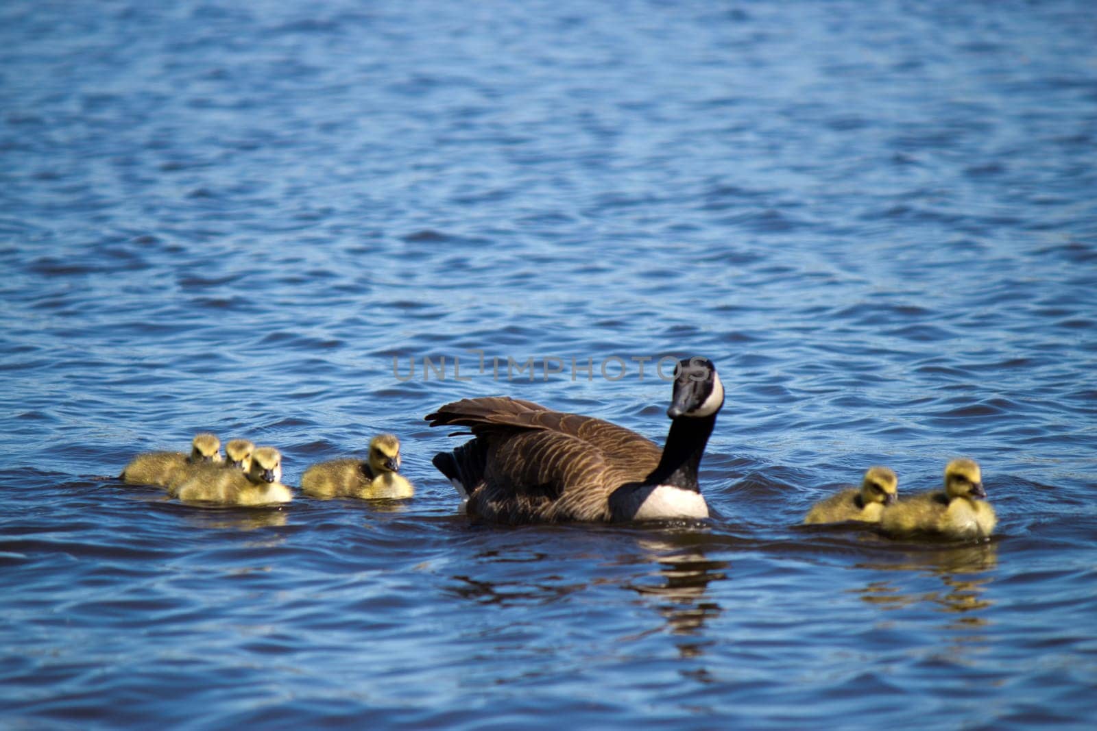 Canadian goose swimming with thier goslings.
