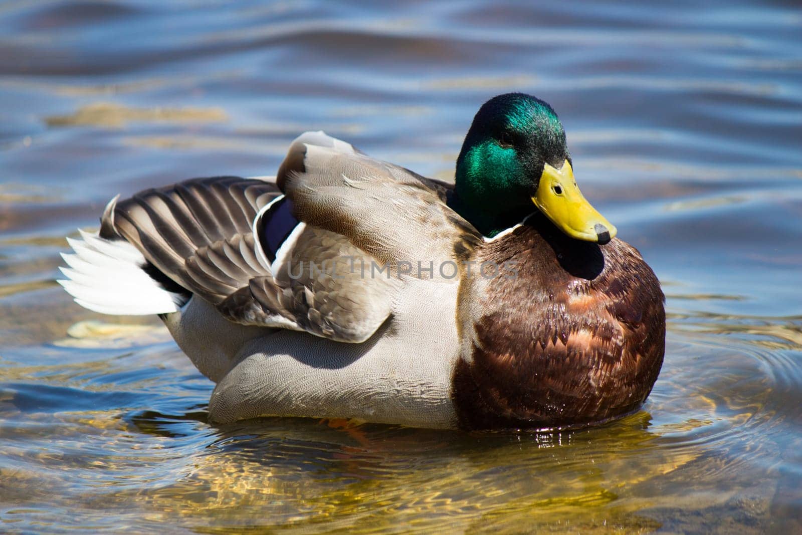 Colorful male Mallard duck swimming.