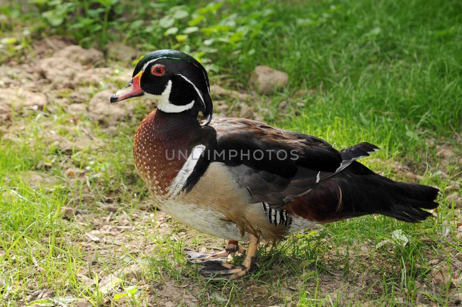 The Bridal Duck