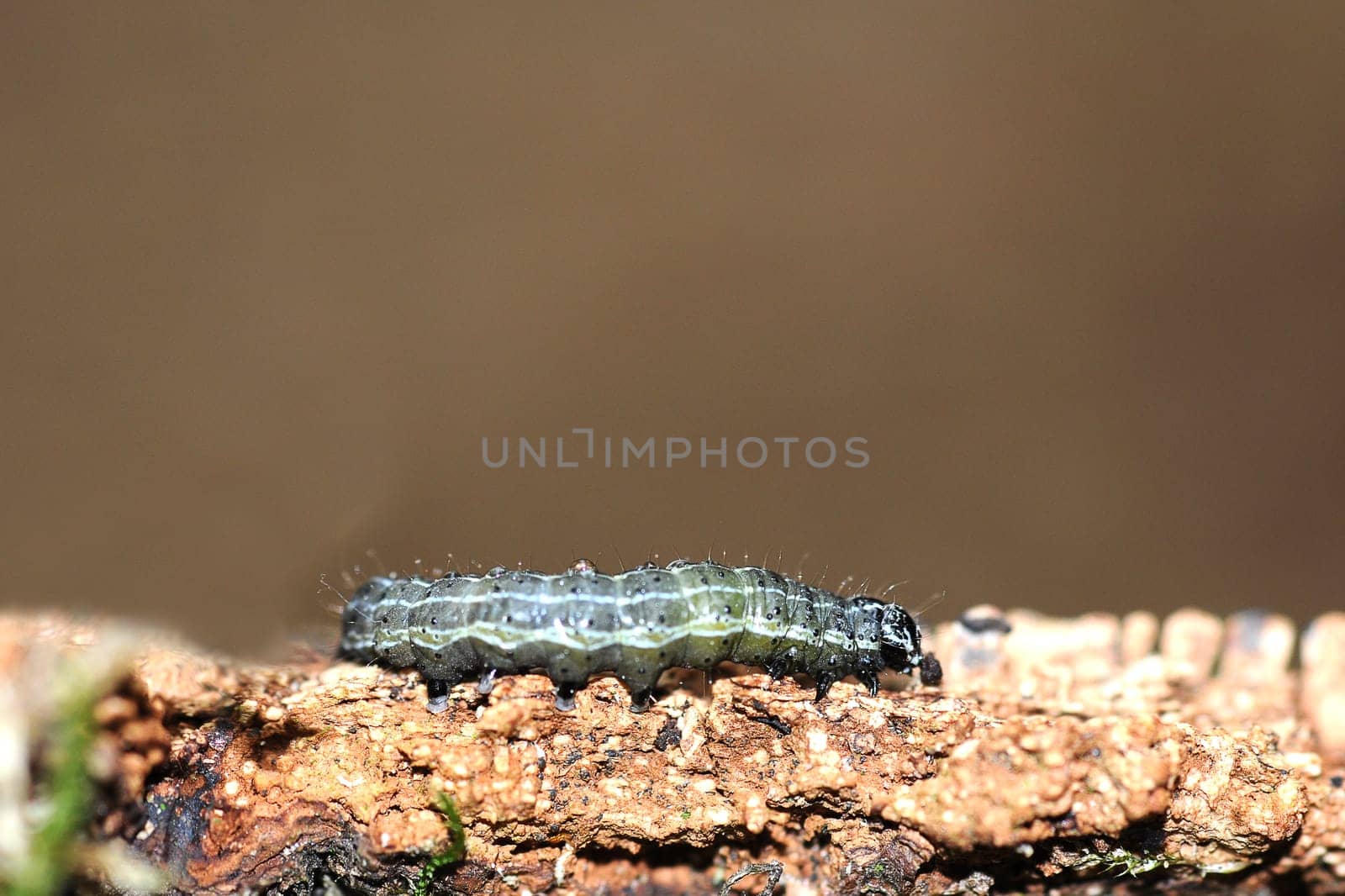 small caterpillar