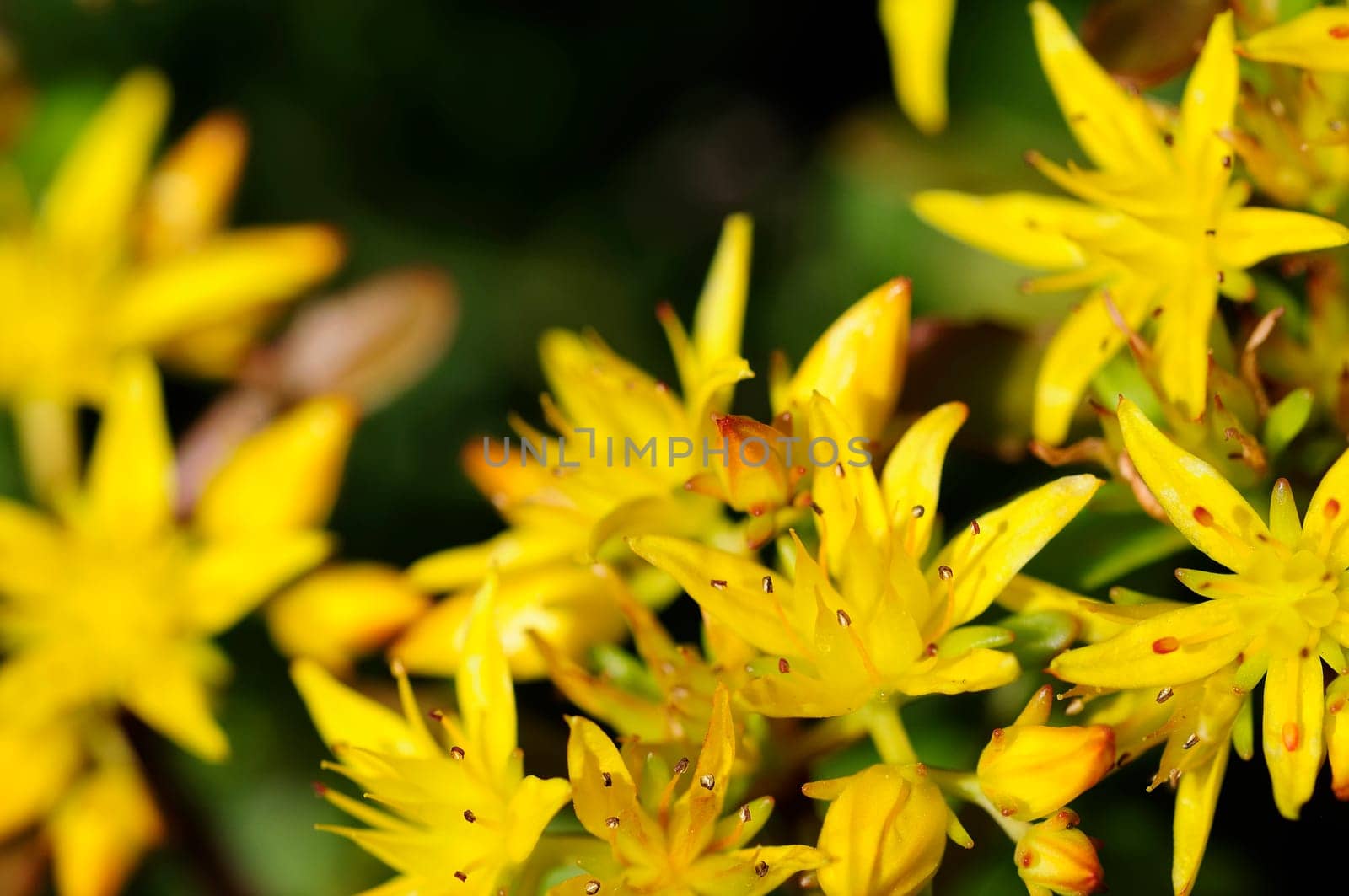 Spring bush