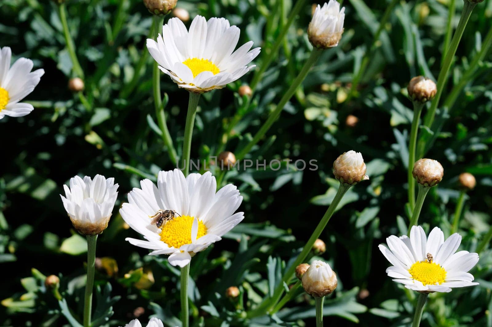 Daisies bush