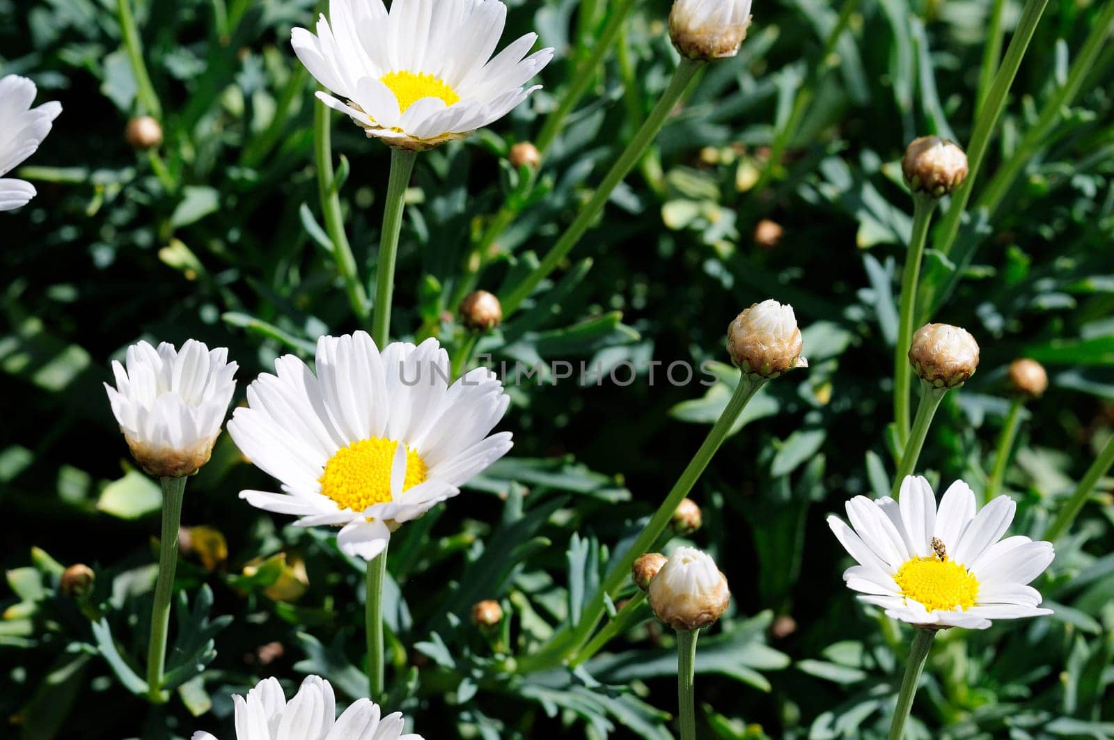 Daisies bush