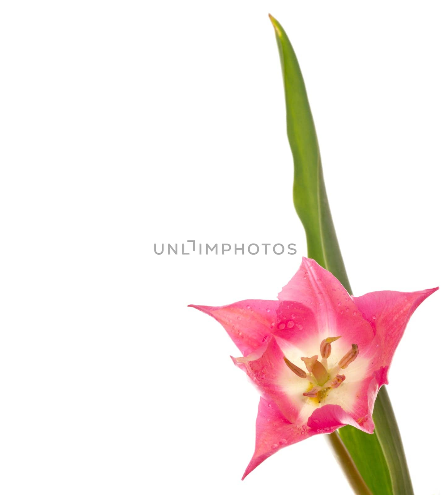 Tulip