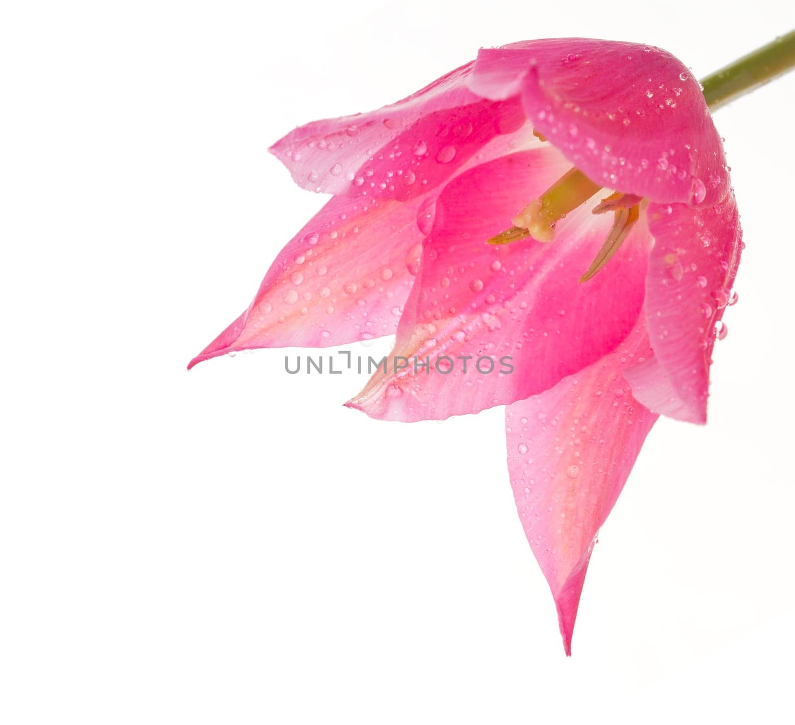 apology, arrangement, background, beautiful, beauty, black, bloom, blooming, blossom, bouquet, bridal, bright, bulb, bunch, close, closeup, color, colorful, colourful, decor, decoration, flora, floral, florist, flower, garden, gentile, gift, isolated, mix