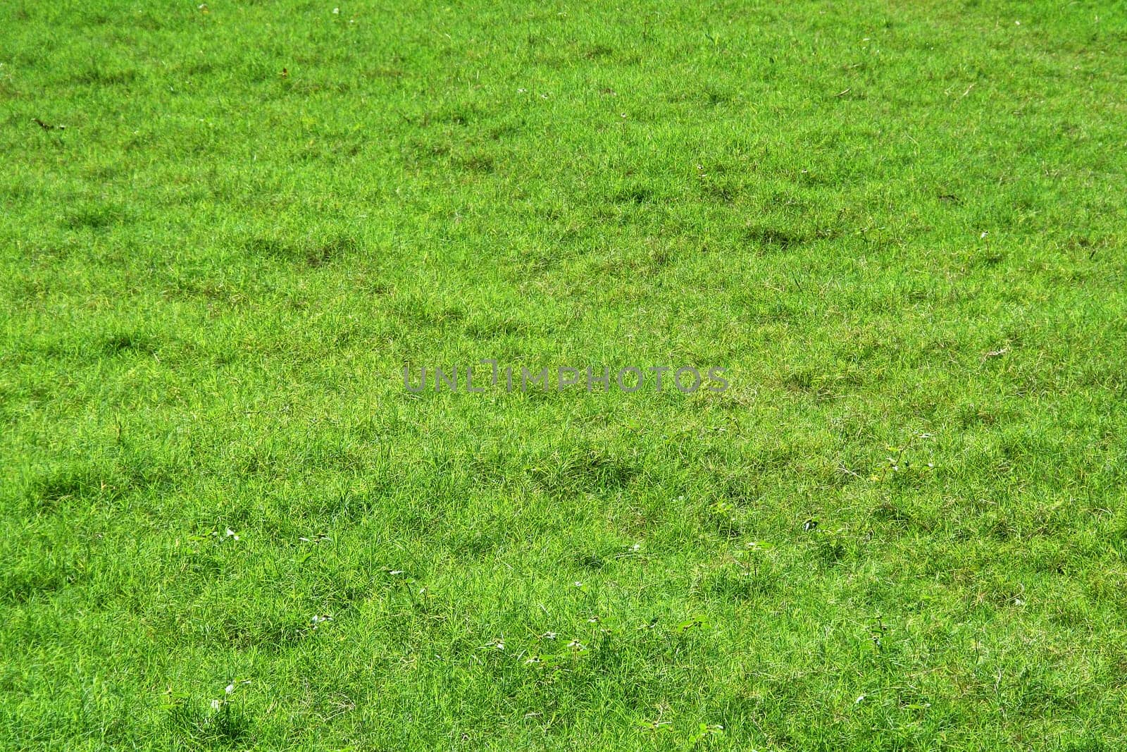 Soothing sight of bed of velvety green grass