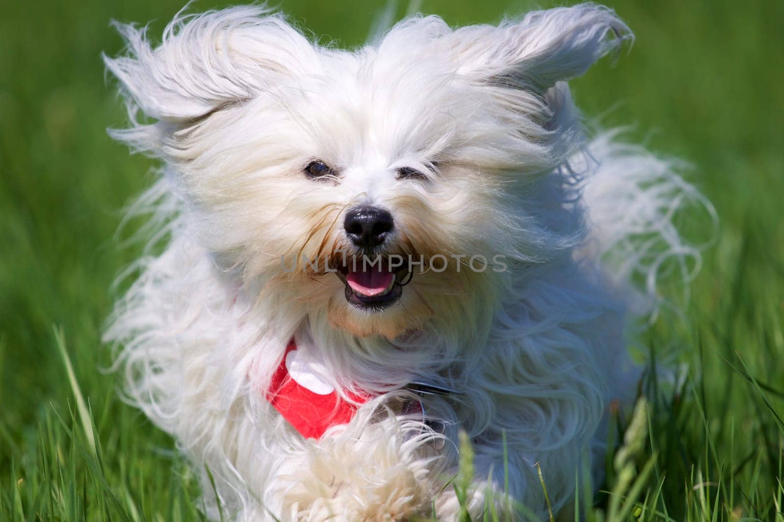 Havanese runs towards the camera with flying fur,in a green meadow. - Havanese runs with flying fur on the camera,in a green meadow.