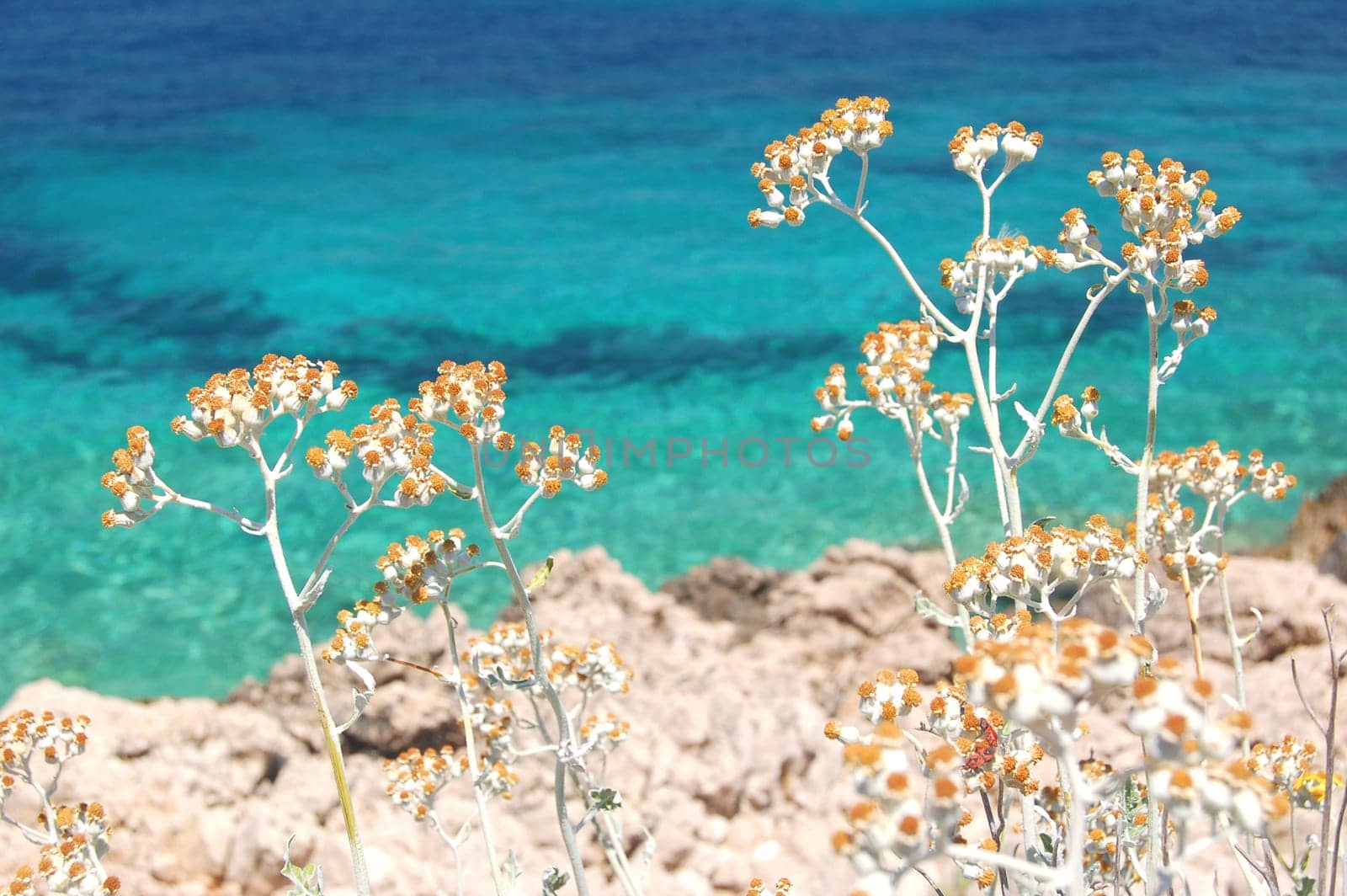 dalmatian rocky beach of adriatic sea  in croatia
