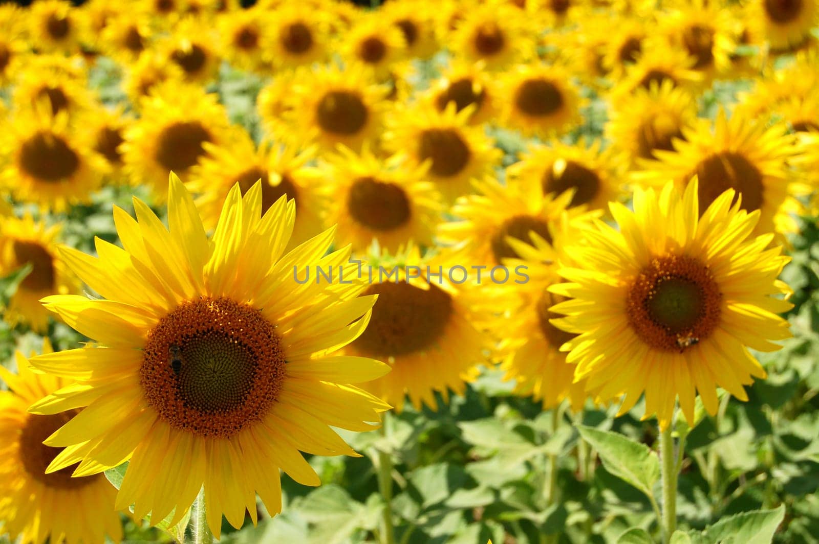 Sunflowers