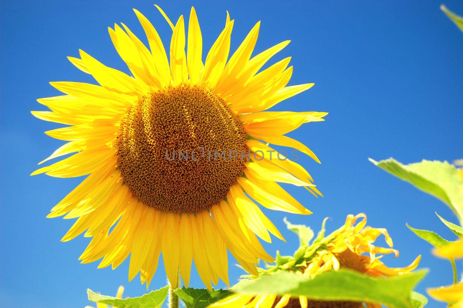 Sunlower