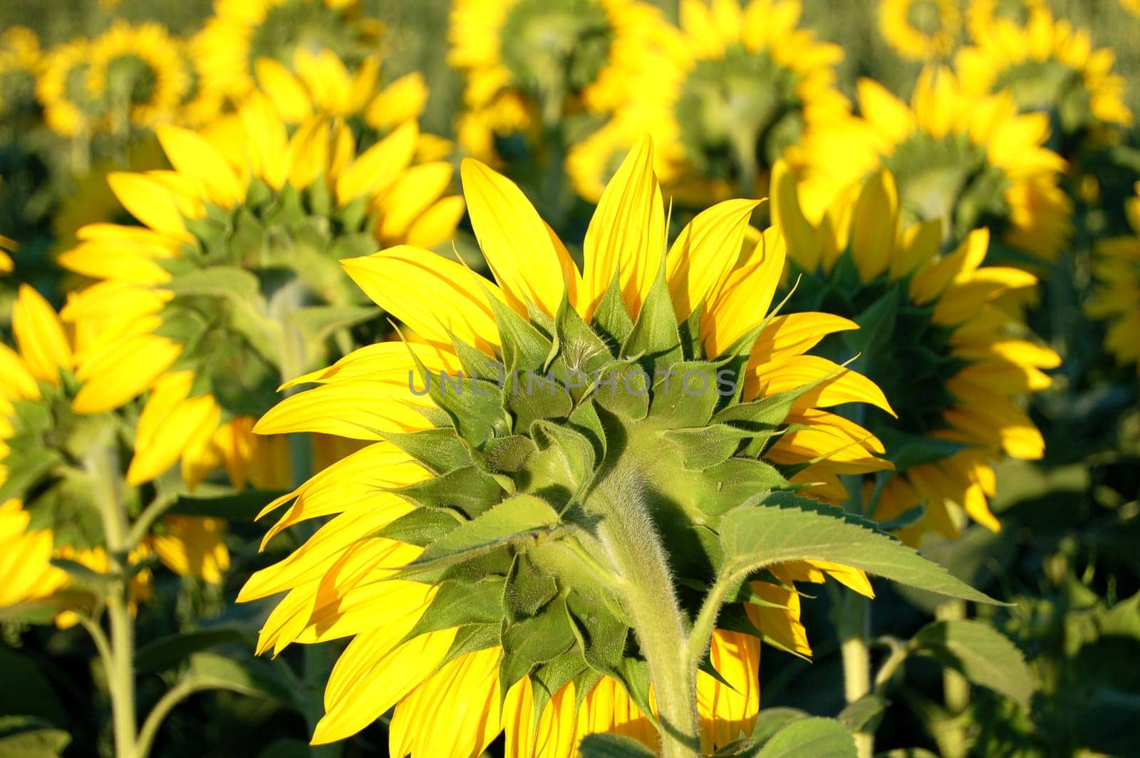 Sunflowers