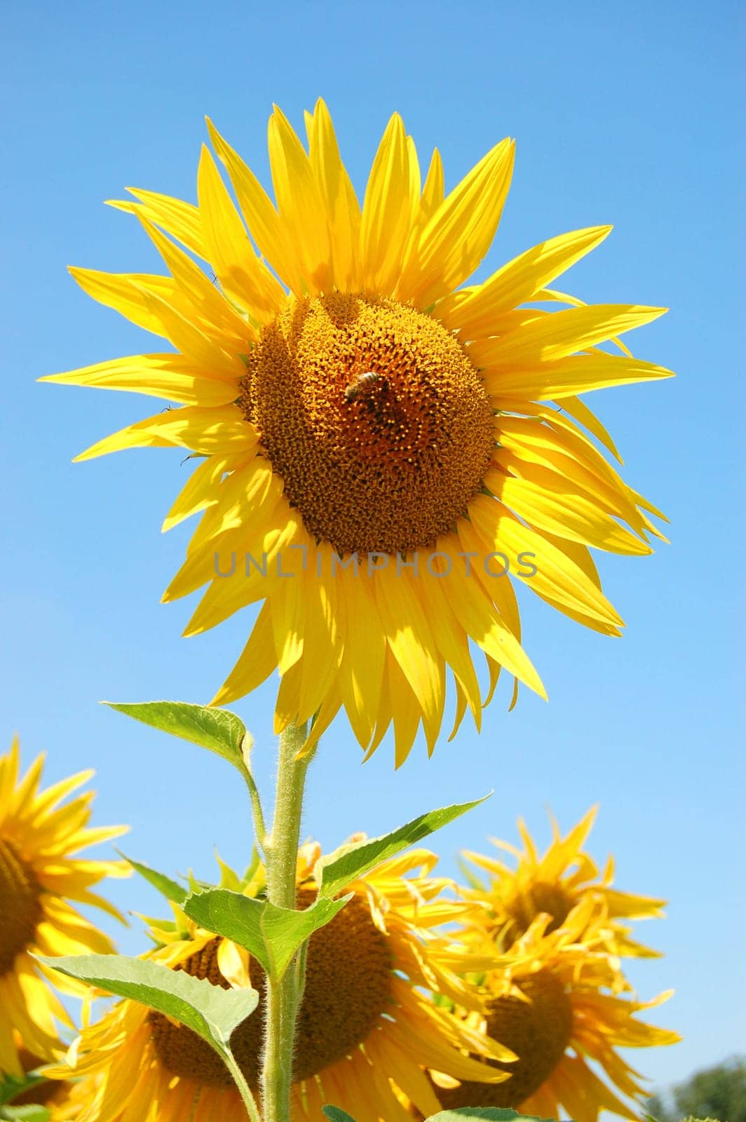 Sunlower