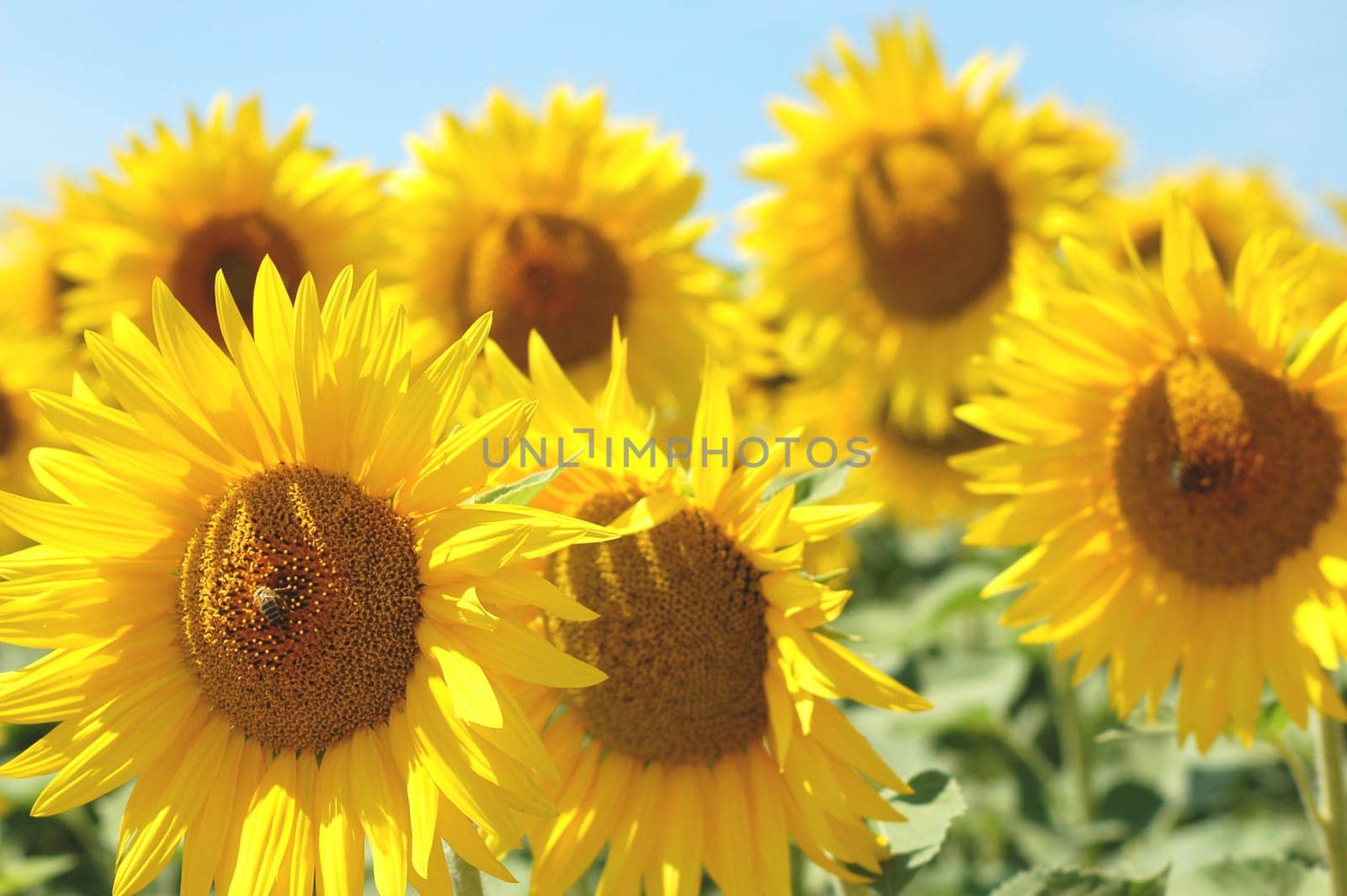 Sunflowers
