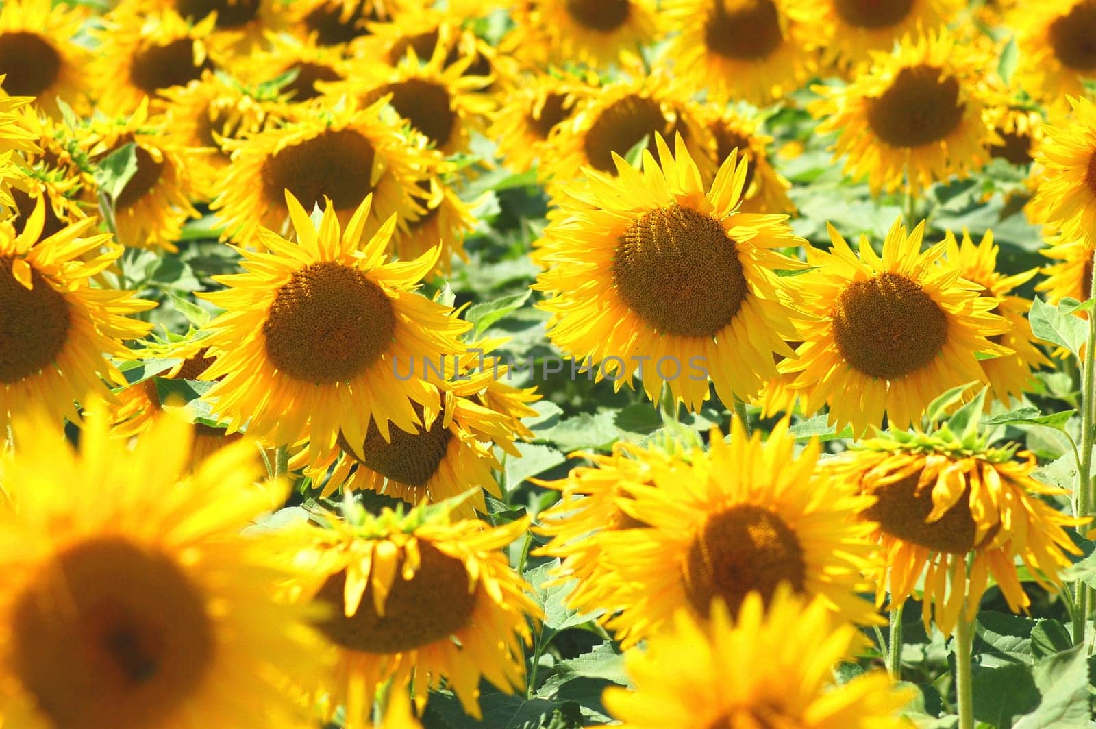 Sunflowers