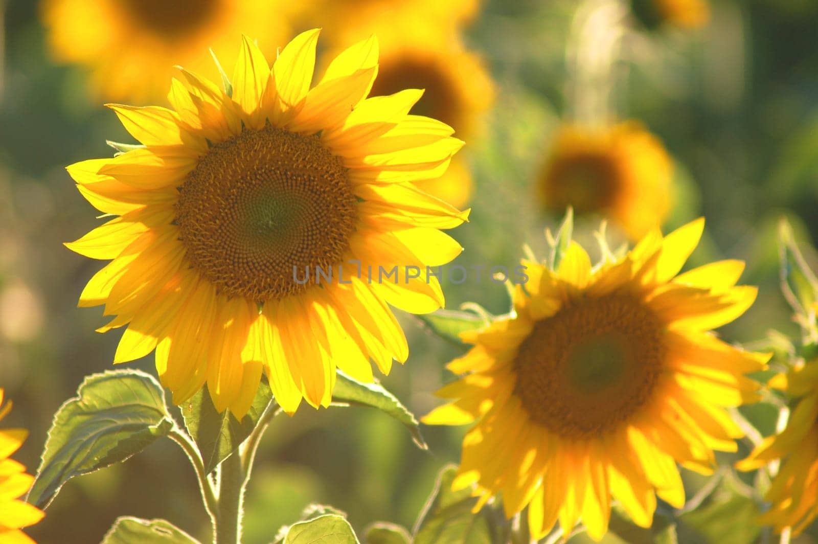 Sunflowers