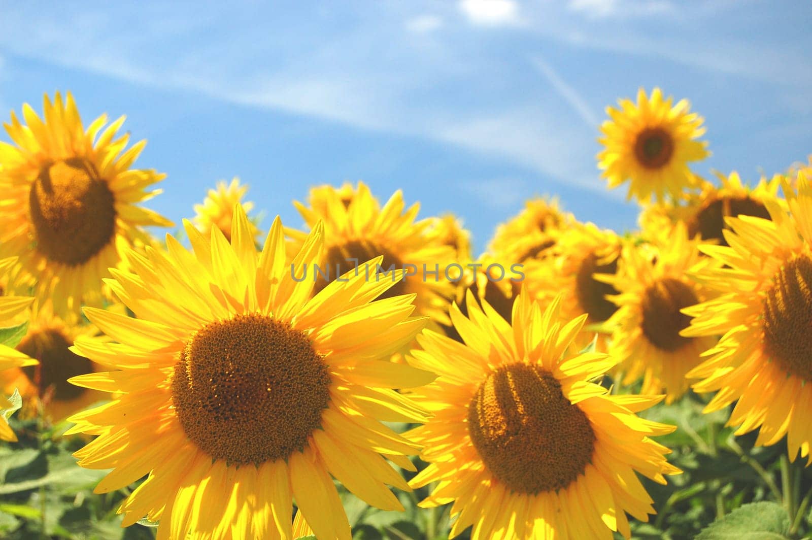 Sunflowers