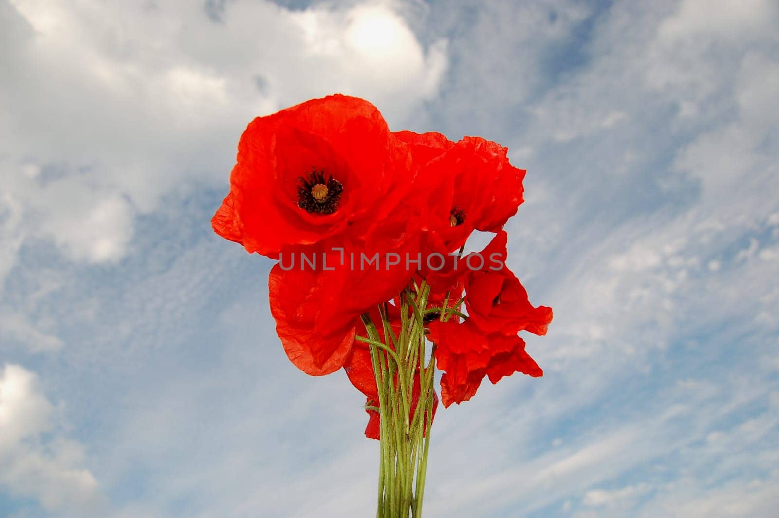 Poppy seed flowers