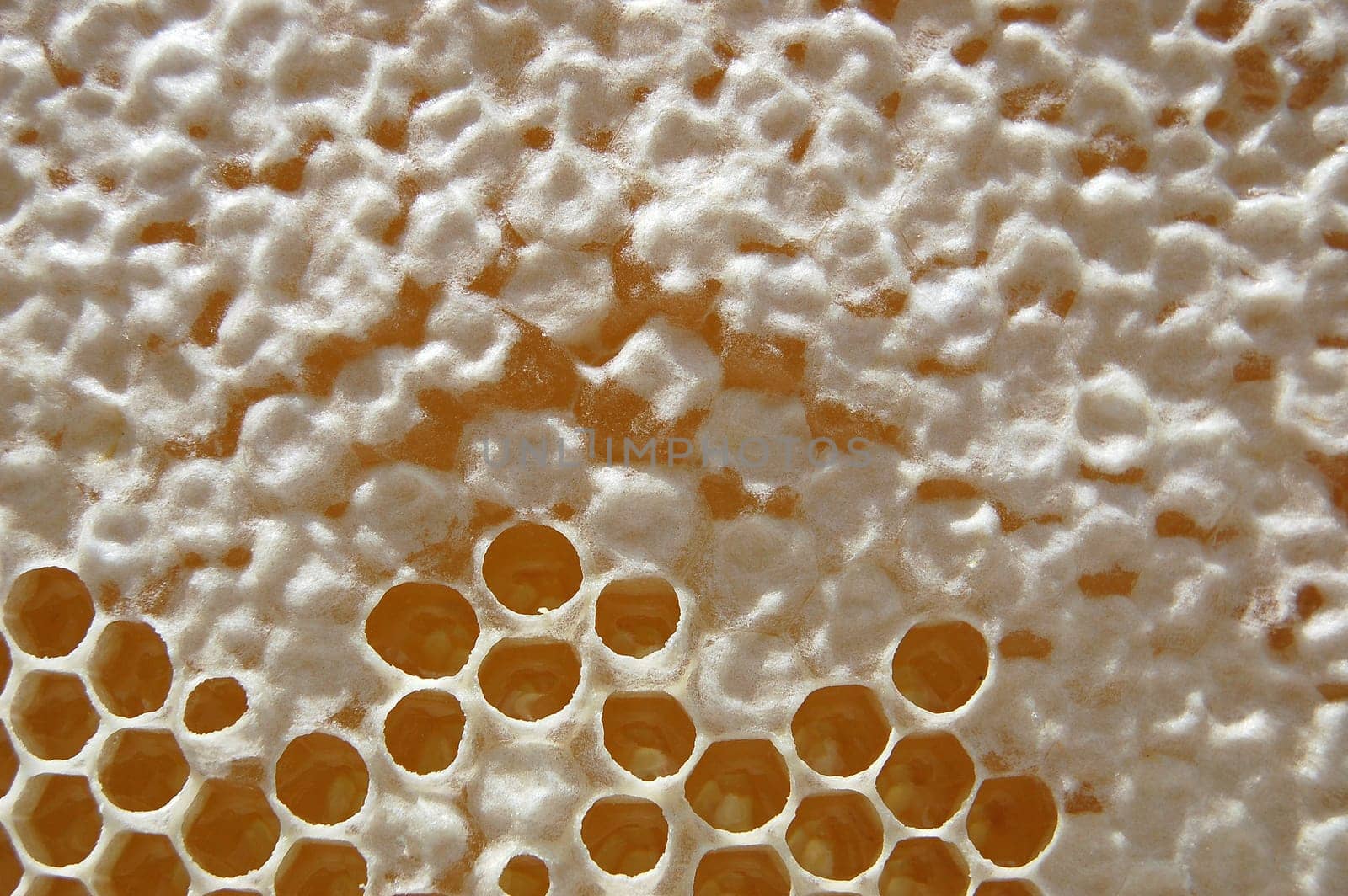 Honeycomb
