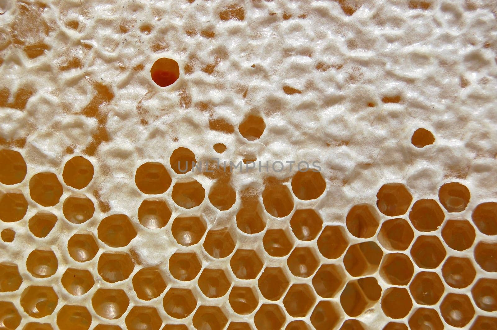 Honeycomb