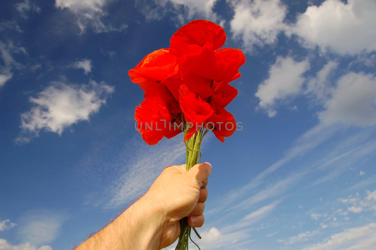 Poppy seed flowers