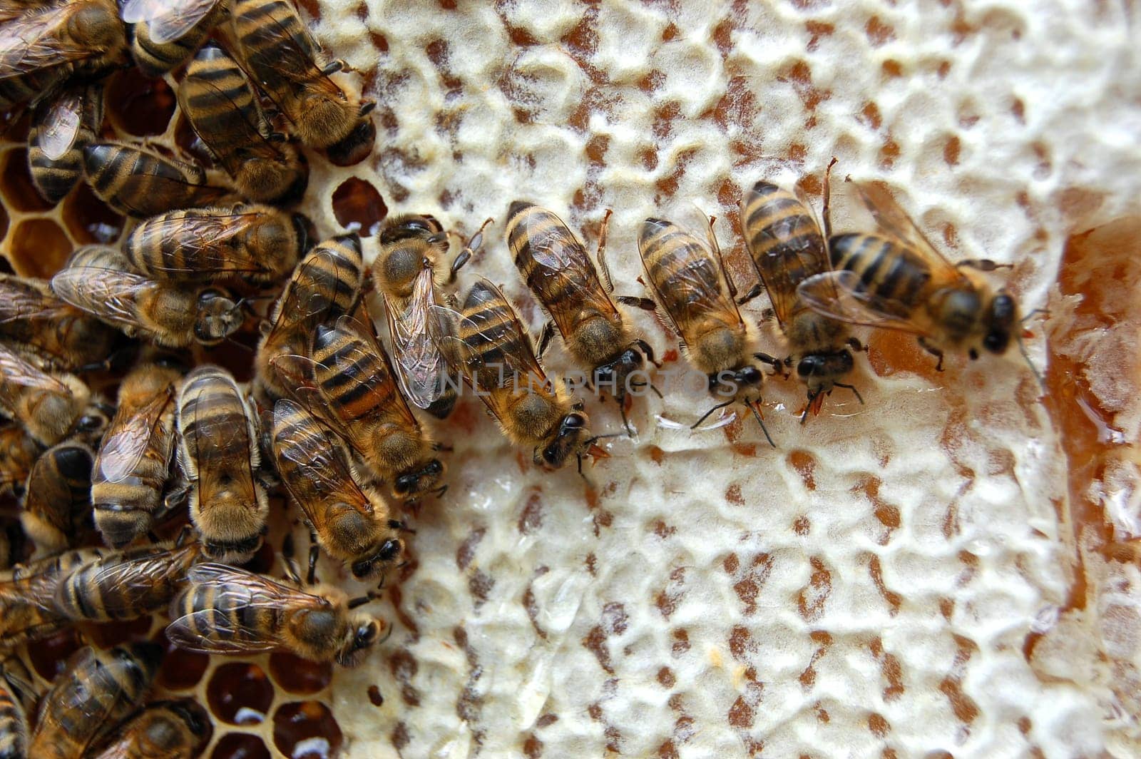 Bees on honeycomb