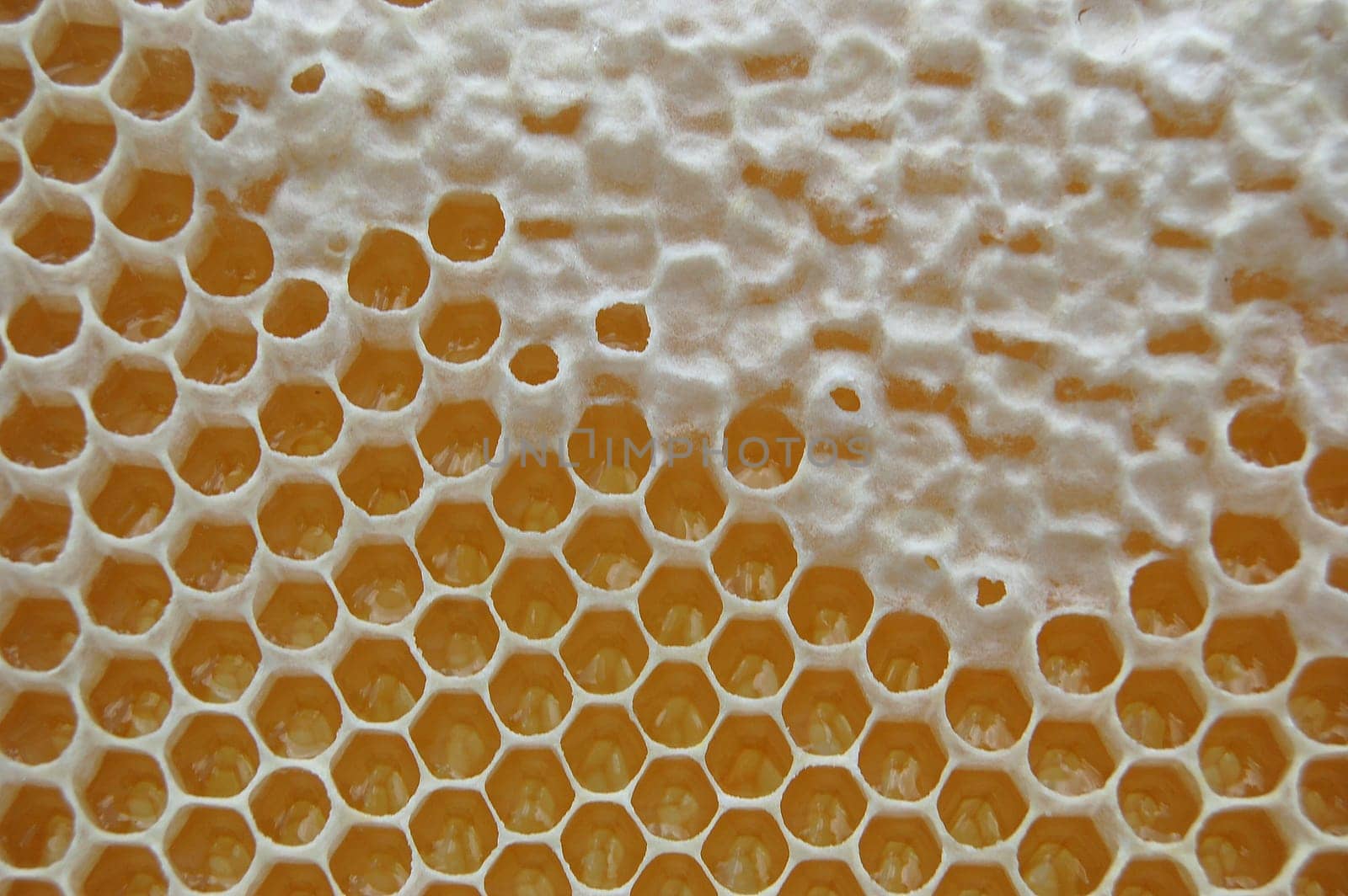 Honeycomb