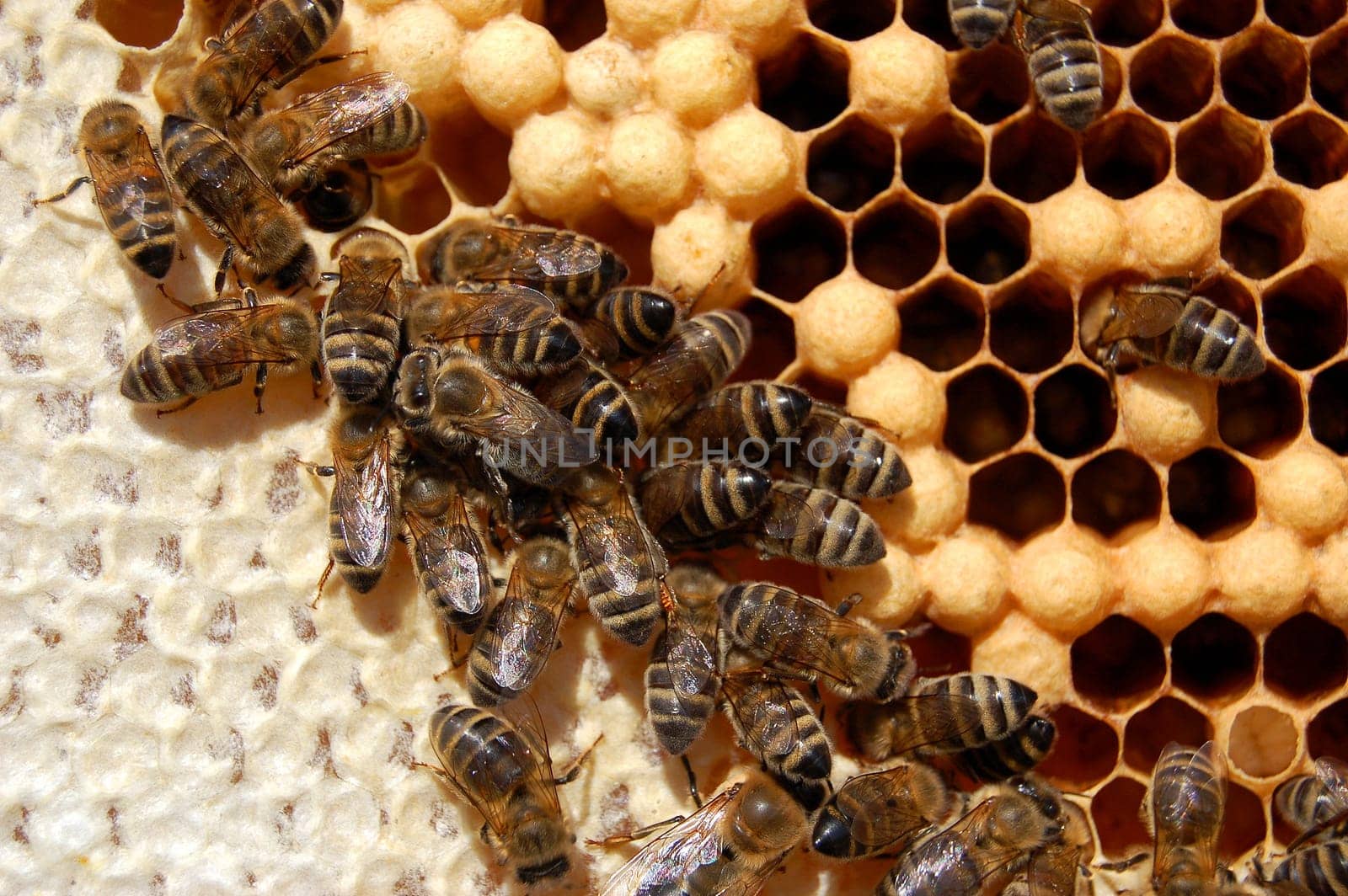 Bees on honeycomb