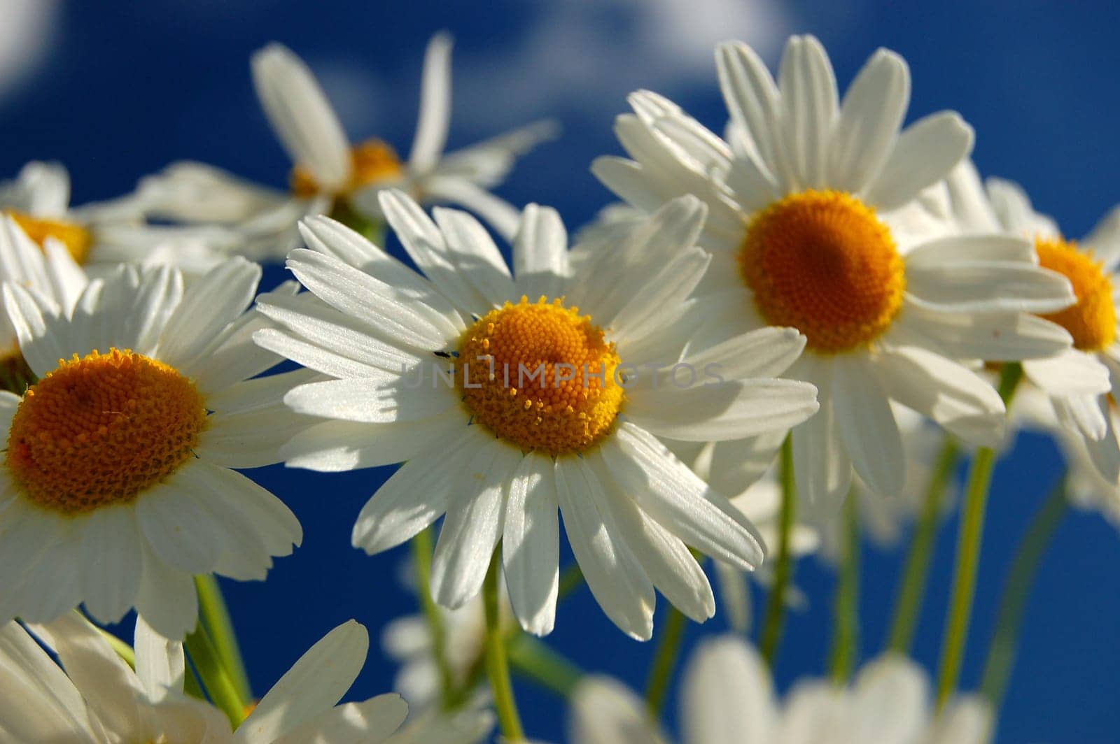 Camomile flowers against blue sky