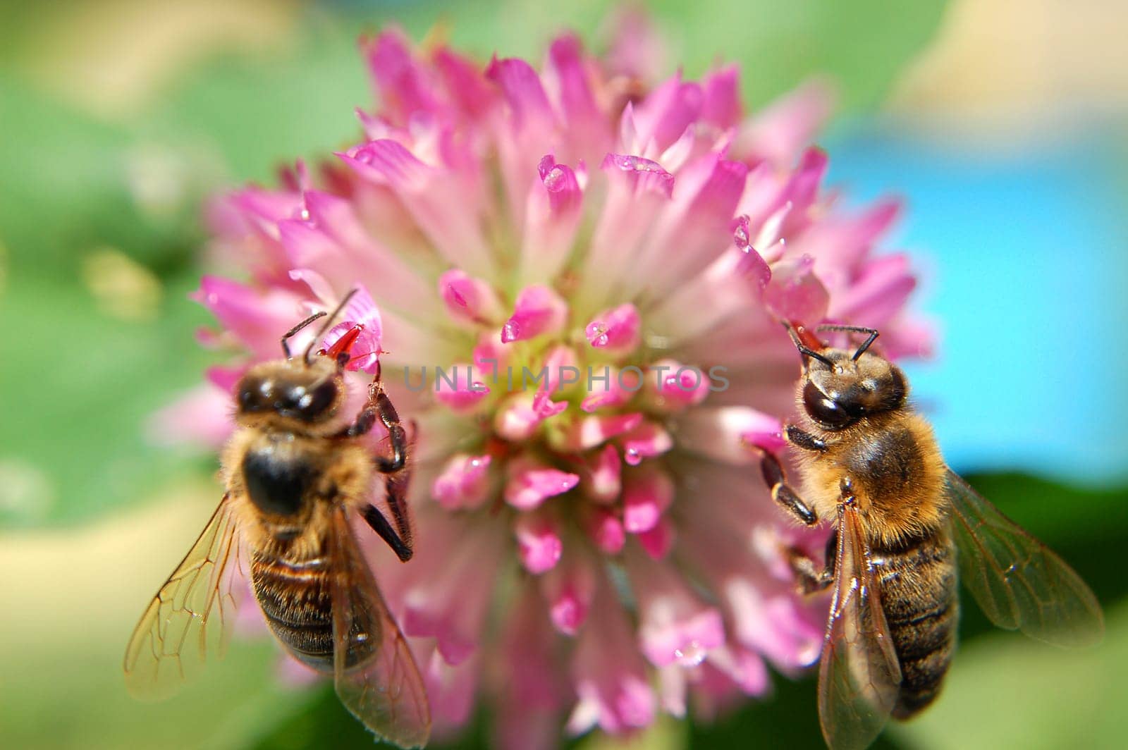 Two bees on clover flower