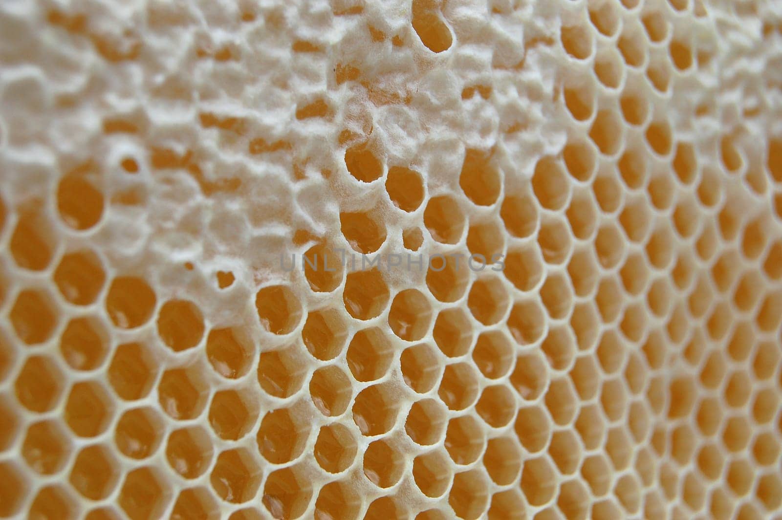 Honeycomb