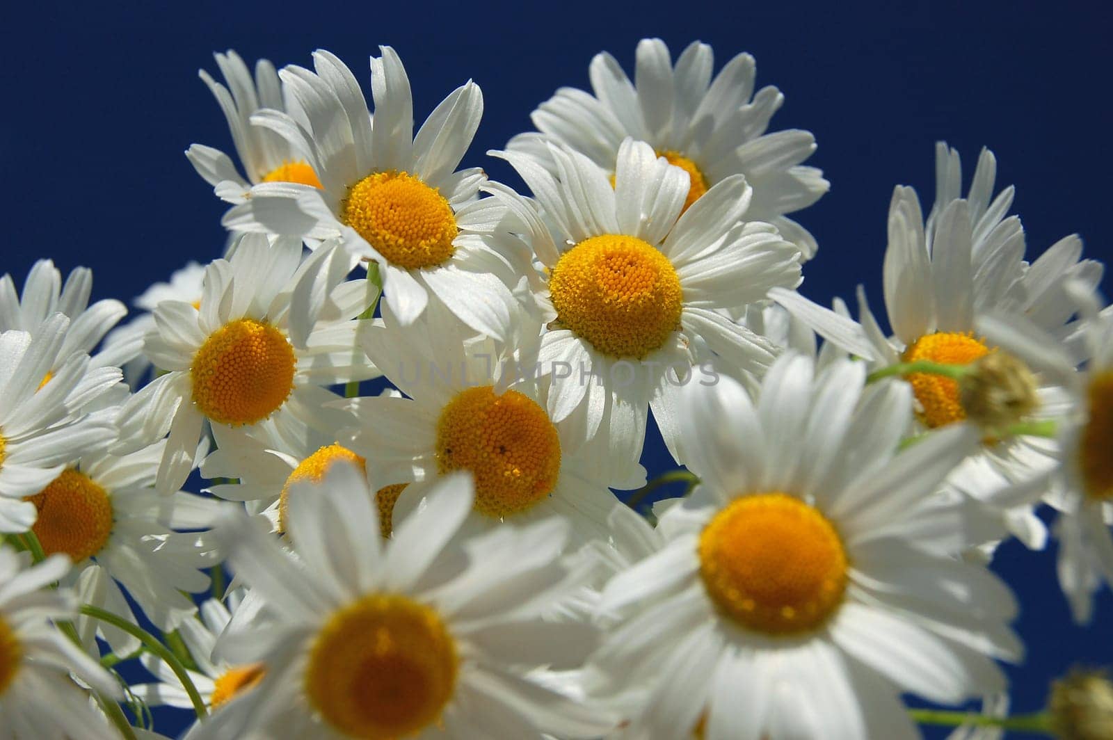 Camomile flowers against blue sky