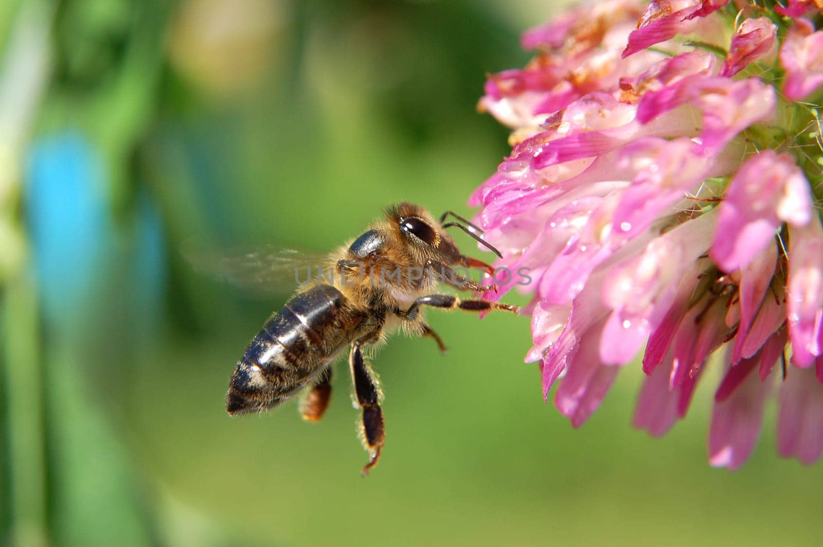 Bee on clover flower