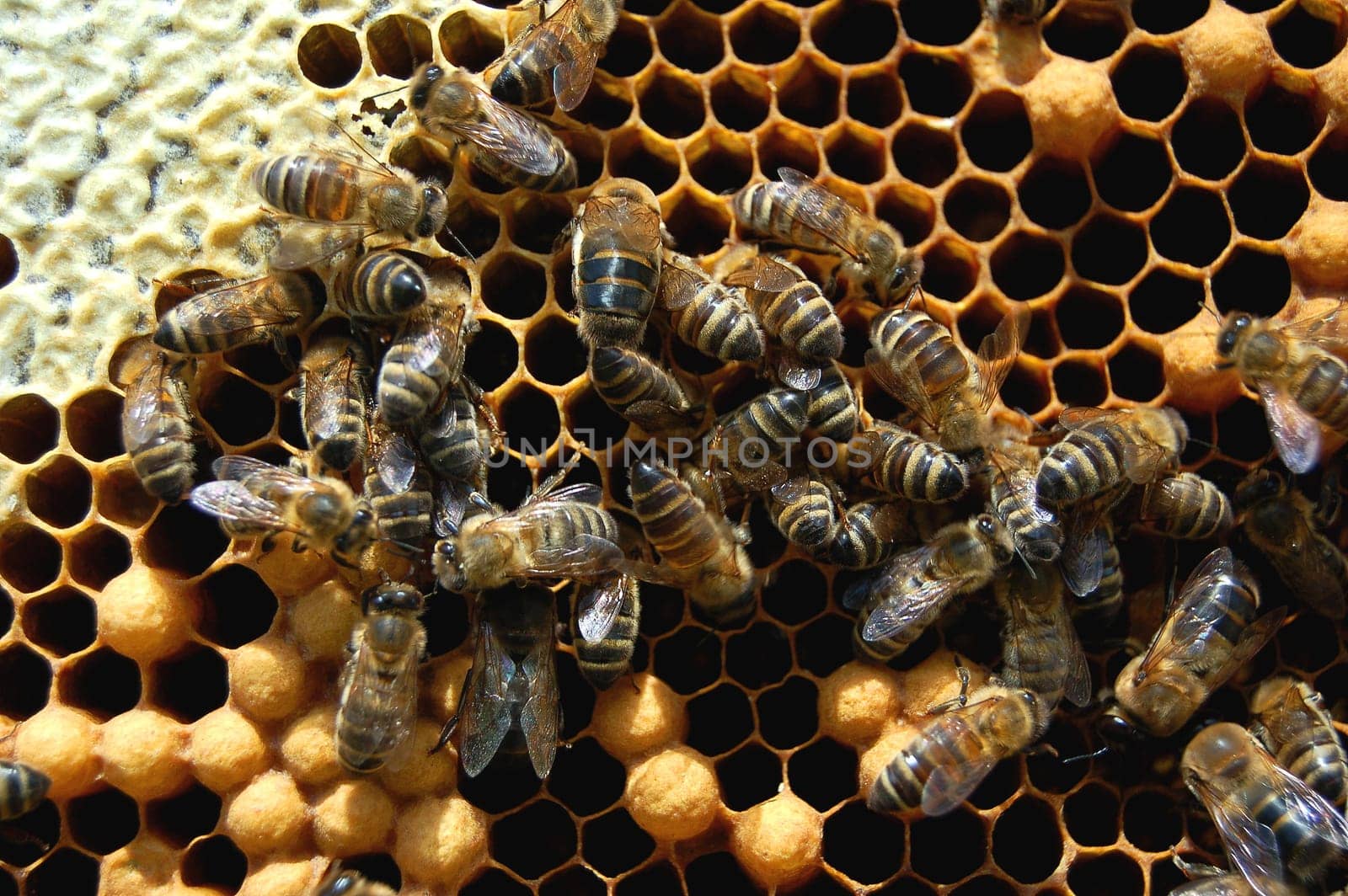 Bees on honeycomb