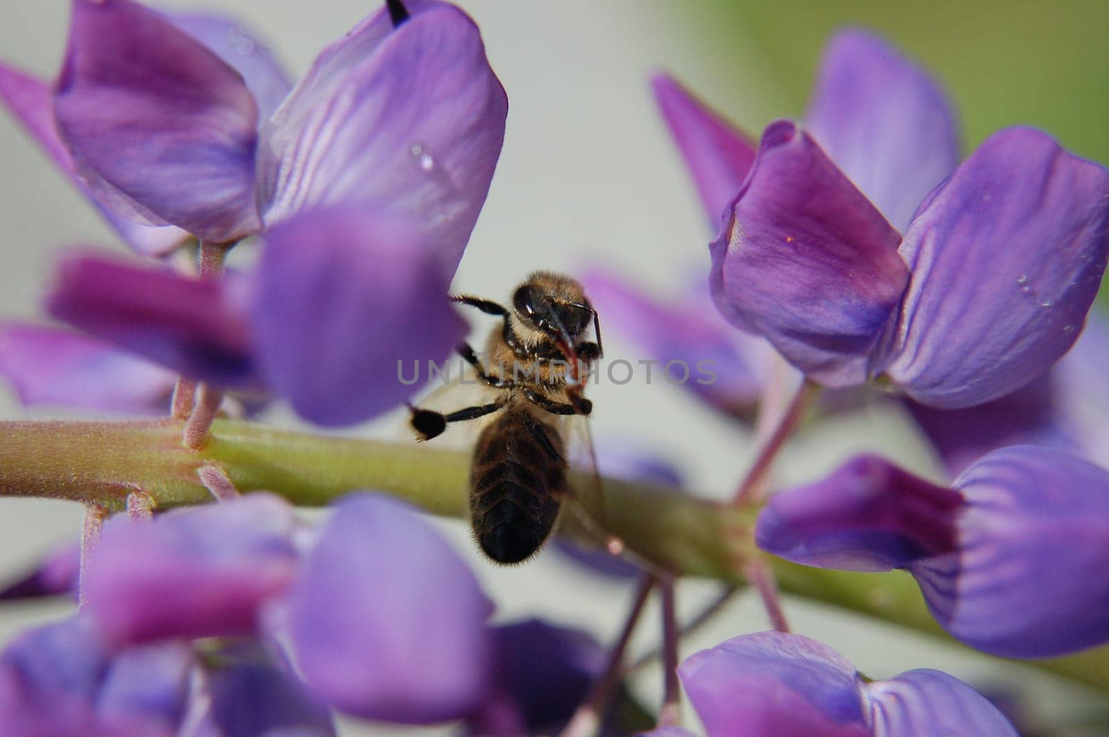 Bee on lupine flower