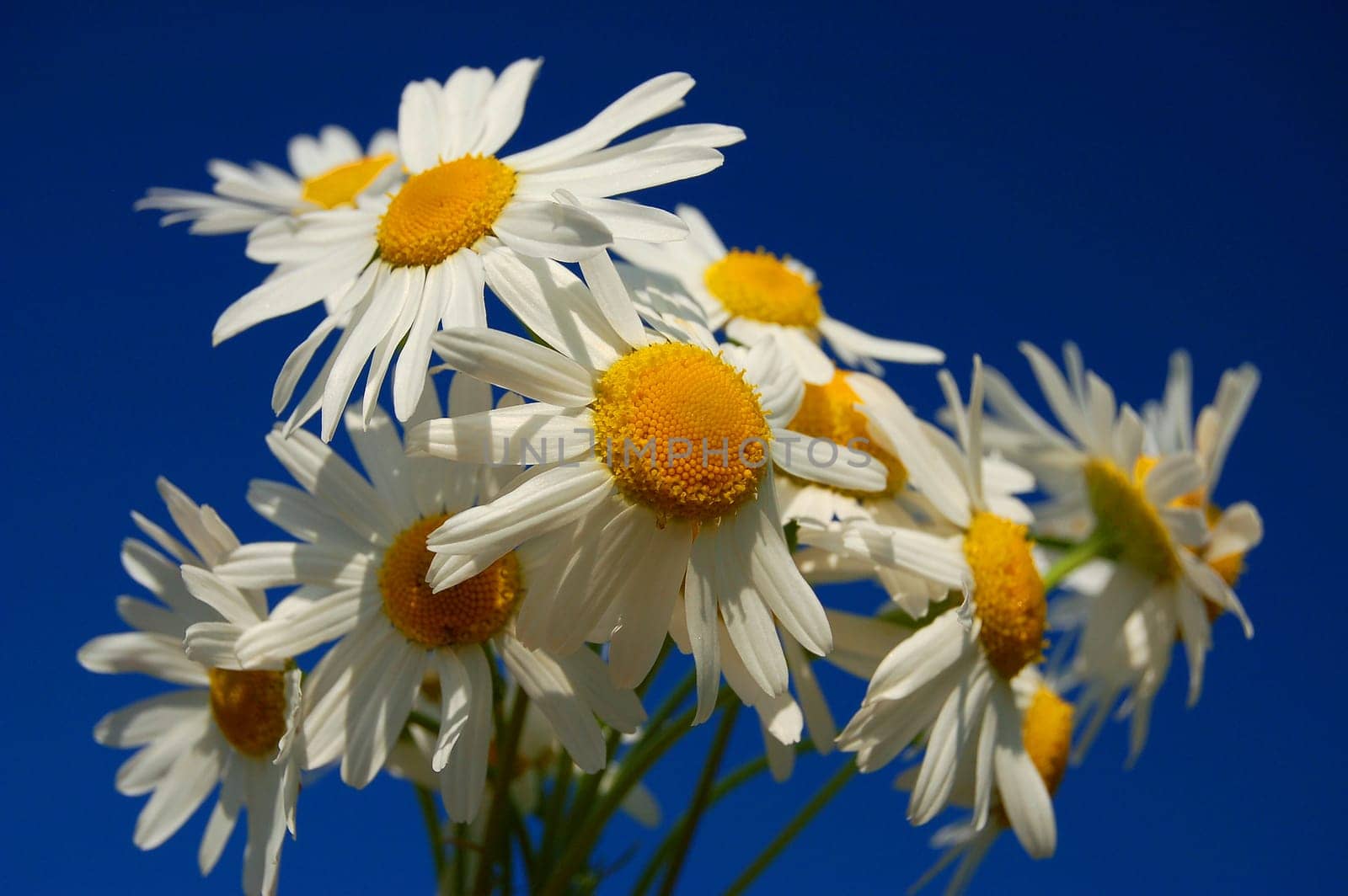 Camomile flowers against blue sky