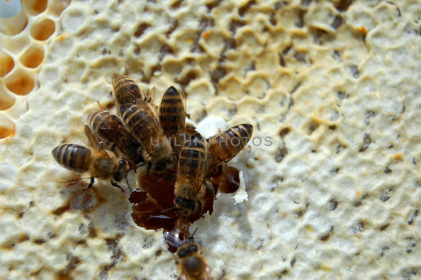 Bees on honeycomb